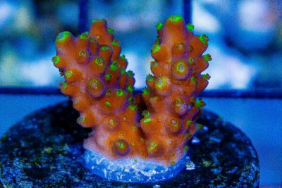 Acropora Frag
