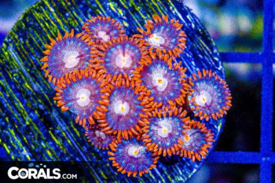 Zoanthid Frag ULTRA