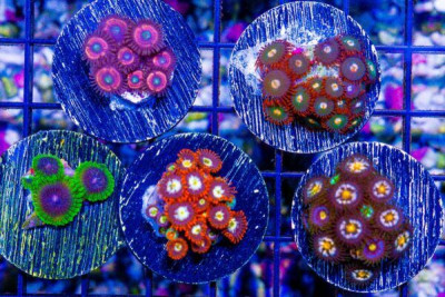 Zoanthid FRAG 5 PACK