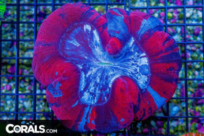 Super Ultra SUPERMAN Trachyphyllia – Indo (Blue Video Inside!)