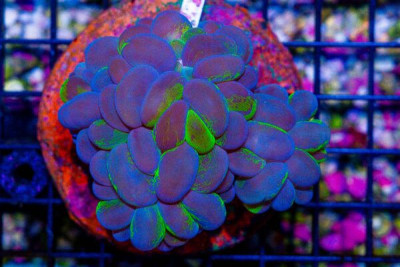 Bubble Coral – Indonesia – TOXIC SPLATTER (BLUE VIDEO INSIDE!)