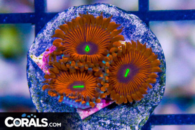 RED PEOPLE EATER Palythoa Frag AQUACULTURED