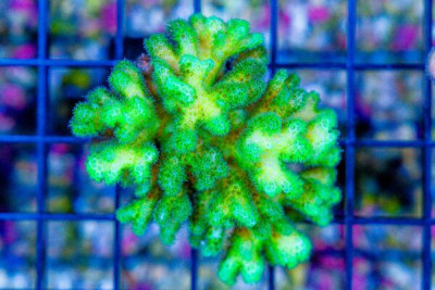 Pocillopora Colony – FIJI – GREEN