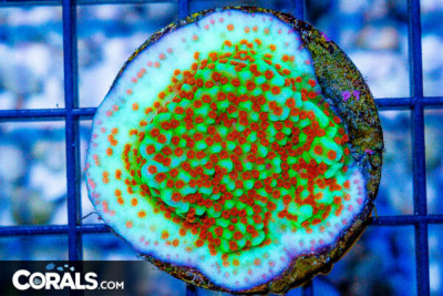 Montipora Frag