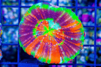 INSANE MASTER Scolymia! – Australia COLLECTOR’S CORAL (Blue Video Inside!)