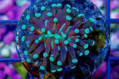 Micro Torch Frag – Tonga