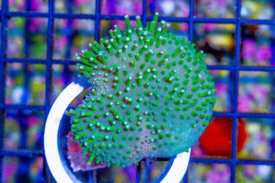 Toadstool Leather – Indo Green Polyp!