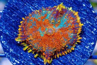 RHODACTIS Mushroom Frag Orange