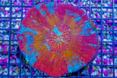 SUPER RARE Australomussa – Indonesia – ULTRA Collector’s Coral! (Blue Video Inside!)