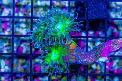 Duncan Colony – Australia 3 Polyps