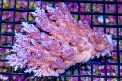 Acropora Colony – Australia (BLUE VIDEO INSIDE!)