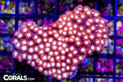 Goniopora – Australia Ultra Glows Vibrant! (Blue Video Inside!)