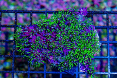 SOLID NEON Star Polyp – Indo