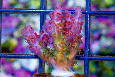 Vivid’s CONFETTI Acropora Frag Aquacultured (WYSIWYG)