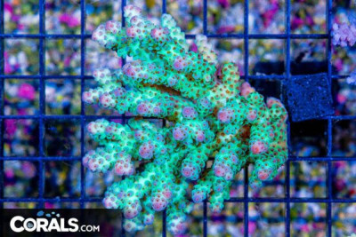 Acropora – Australia