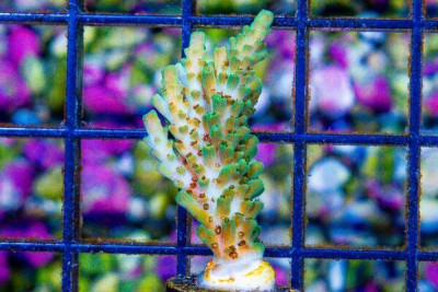 UC Solitaryensis Acropora Frag Aquacultured (WYSIWYG)