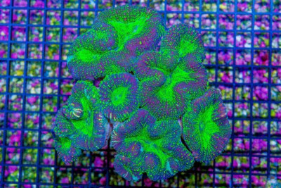 Lobophyllia – Australia ULTRA SHAMROCK NEON! (Blue Video Inside!) Paletta’s Picks!