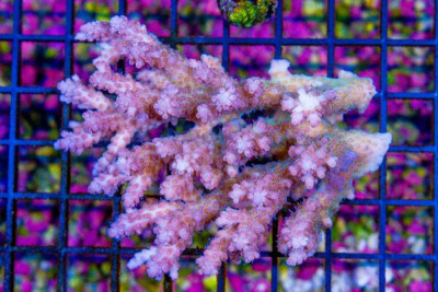 Acropora Colony – Australia (Blue Video Inside!)