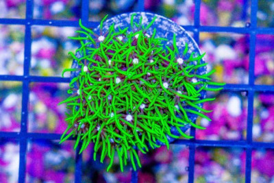 Star Polyp Frag NEON