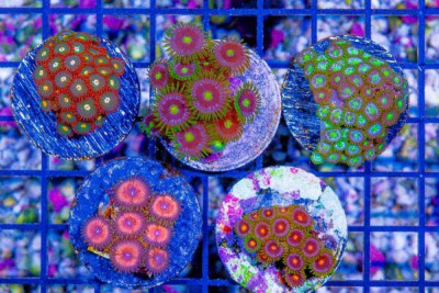 Zoanthid FRAG 5 PACK
