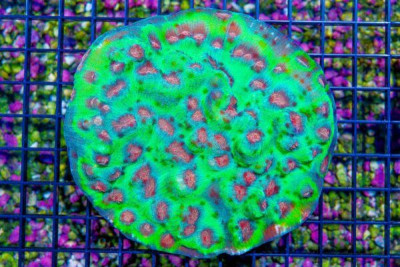 BIG Indo Chalice SUPER ULTRA Orange Eye Spotted Neon Body So Many Eyes! (BLUE VIDEO INSIDE!)