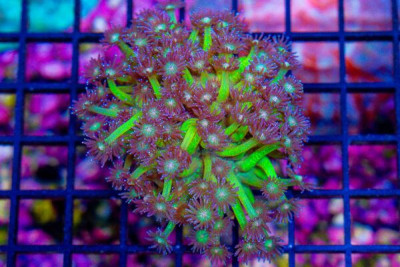 Goniopora – Indonesia GLITTER! (Blue Video Inside!)