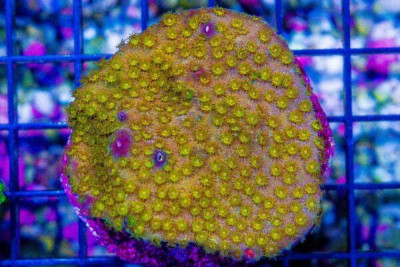 Cyphastrea – Australia MINI COLONY on Base!