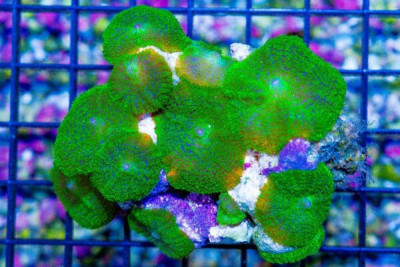 FUZZY Mushroom Colony Rhodactis NEON – INDO