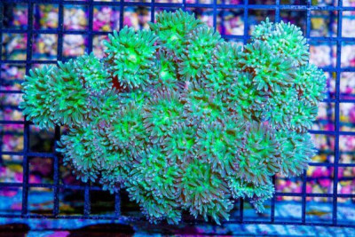 Duncan Colony – Australia 30 Polyps