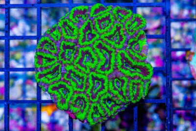 Acan Lord – Australia Neon