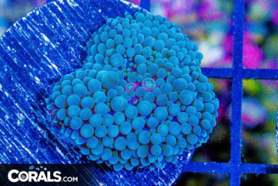 Ultra Florida Ricordea Mushroom Frag