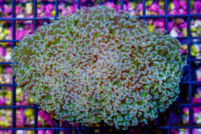 Hammer Wall – Aussie – Orange Glowing Tips Green Stems! (Blue Video Inside!)