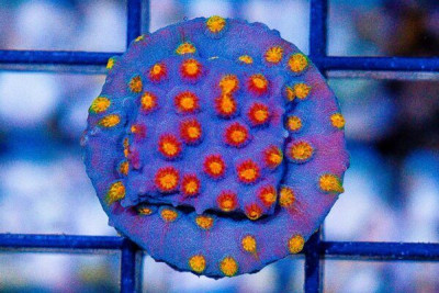 JF TECHNO Cyphastrea Frag AQUACULTURED
