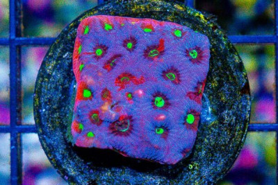 ULTRA WAR Favia Frag