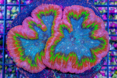 Lobophyllia/Symphyllia – Indo SUPER ULTRA GLOWING RING/BLUE CENTER! (BLUE VIDEO INSIDE!)
