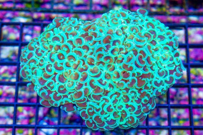 Hammer Wall – Aussie Green Tips