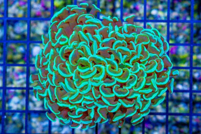 Hammer Wall – Aussie Green Tips