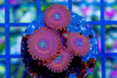 Zoanthid Frag ULTRA