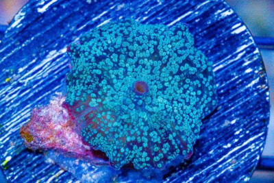 Mushroom Frag Discosoma Blue