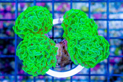 Branching Hammer – Yellow – 4 Heads – Aussie (Blue Video Inside!)