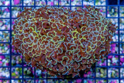 RARE Hammer Wall – Indonesia – ORANGE TIPS! (Blue Video Inside!)