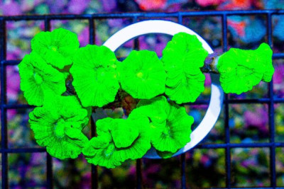 Candy Cane – Indo Kryptonite Crazy Bright! Tons of Heads!