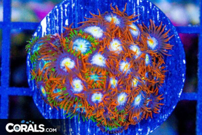 Zoanthid Frag ULTRA