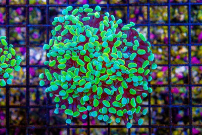 Branching Hammer Frag – Several Heads (4-5) Aquacultured