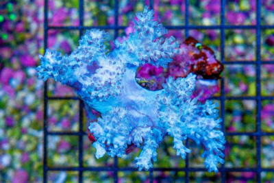 Cespitularia – Australia RARE!
