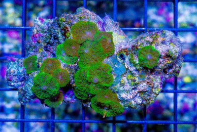 FUZZY Mushroom Colony Rhodactis NEON – INDO
