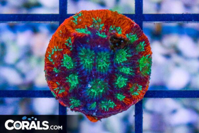 HELL RIDER Favia Frag – Aquacultured