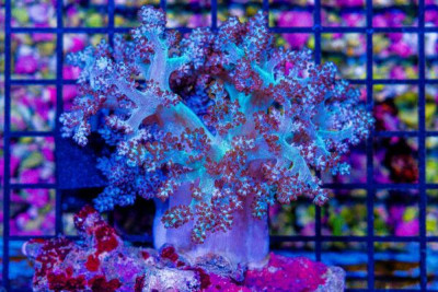 Colored Kenya Tree – Indonesia Leather