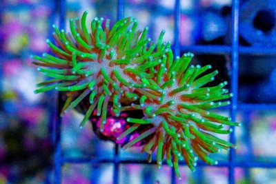 Toadstool Leather Frag Green