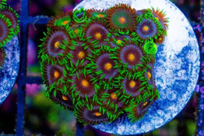 Zoanthid Frag ULTRA